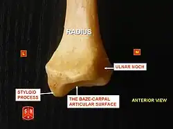 Radius, styloid process - anterior view