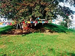 Sacred Bodhi tree at Ramagrama stupa