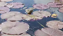 Marsh frog (Pelophylax ridibundus) in the pond of the garden