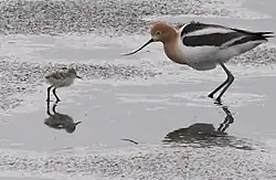 Adult with a chick at Palo Alto Baylands Nature Preserve, California