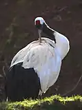 Red-crowned crane (Grus japonensis) in Zooparc de Trégomeur, 2025