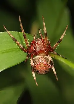 Neoscona domiciliorum Virginia, USA