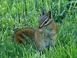 Brown chipmunk