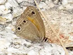 Red Satyr (Cissia rubricata)
