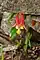Aquilegia canadensis, red columbine, Ellison bluff