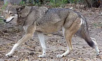 Red wolf (Canis rufus) (includes latrans admixture)