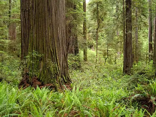 Plants growing in Redwood forest habitat in Jedediah Smith Redwoods State Park