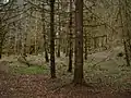 The coniferous forests of Reelig Glen