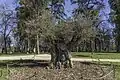An olive planted in 2023, estimated to be 627 years old[13]
