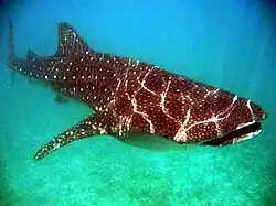 Whale shark (Rhincodon typus)