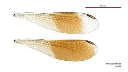 Female wings