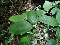 Foliage, and twigs covered in fine hairs