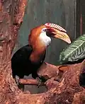 Blyth's hornbill
