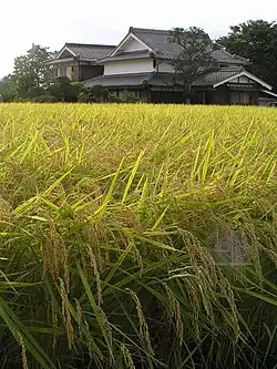 An image of a rice field in Japan