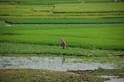Image 10Rice fields in Takeo Province (from Agriculture in Cambodia)