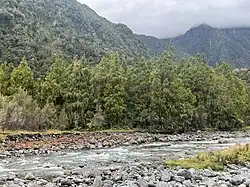 A dense, native New Zealand forest, with a river in the foreground of the image and a mountain range in the background. D. cupressinum is the predominant species in the forest, with lesser components of mataī (Prumnopitys taxifolia) and halls tōtara (Podocarpus laetus).