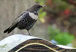 Ring ouzel, Gothenburg