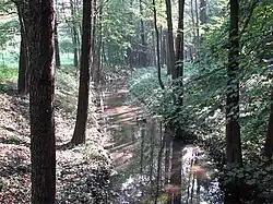 View of the forest and a river at Kalwaria Panewnicka