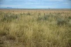 Rita Blanca National Grassland as seen from West High Lonesome Lane, Dallam County, Texas.