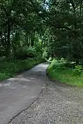 Road through Chedworth Woods