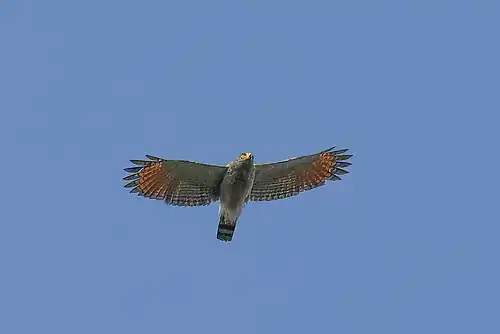 R. m. magnirostris, East Ecuador