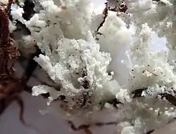 fuzzy white growth, like cotton wool