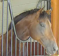 Brown horse looking out over a railing. The head is sideways to the camera and the horse is looking into the distance.