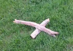 Root graft of hardwood tree after excavation following vibratory plowing