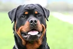 Headshot of a Rottweiler from the front