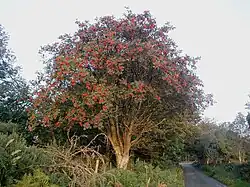 Medium-sized tree bearing small red fruits, standing next to a country lane