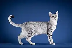 Black silver spotted tabby Egyptian Mau.