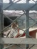 Bengal tiger