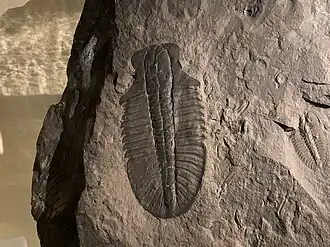 At the Royal Tyrrell Museum of Palaeontology