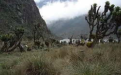 Lake Bujuku Flora and Fauna