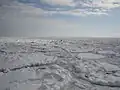 Close-up view inside a drift ice zone: several small rounded floes are separated from each other by slush or grease ice. (Bird at lower right for scale.)
