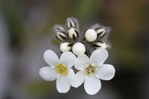 Close-up of flowers and buds