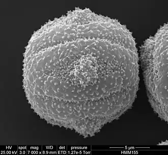 Pollen grain