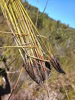 Base of flowering stems
