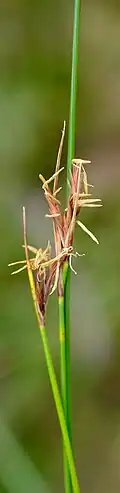 Flowering heads of S. rigidus