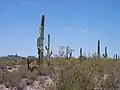 The monument is also home to many saguaro cacti.