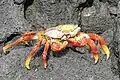 Sally Lightfoot Crab (Grapsus Grapsus) on Santiago