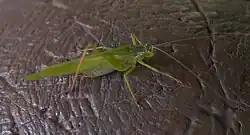 Scudderia pistillata