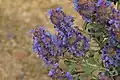 Salvia dorii var. pilosa in Antelope Valley, about 2,945 feet (900 m)