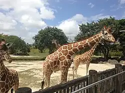 Giraffe