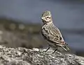 Sand Lark with crest raised at Jamnagar, Gujarat, India
