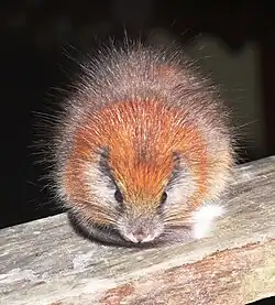 Red, brown, and white spiny rat