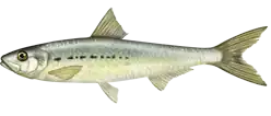 The Pacific sardine, Sardinops sagax caerulea