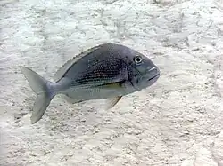 C. calamus swimming over flats in Cozumel, Mexico.