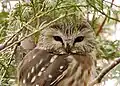 Northern Saw-whet Owl