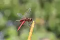 Crocothemis erythraea